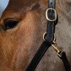 NEW & Improved GALLOP Premium Padded Leather Headcollar