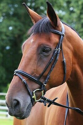 Gallop Economy Leather Padded Bridle